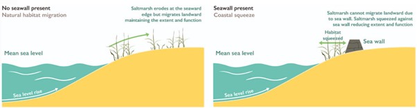 Image demonstrating coastal squeeze 
