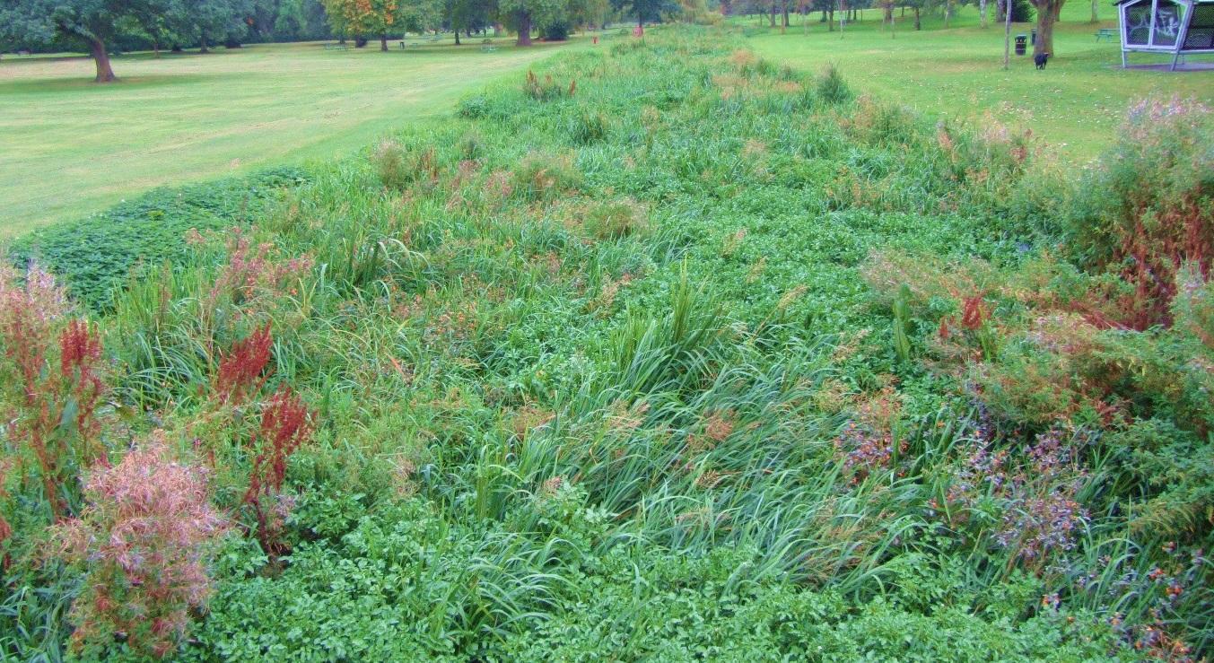 Image 3: Excessive vegetation growth blocking the channel in Gadebridge Park.