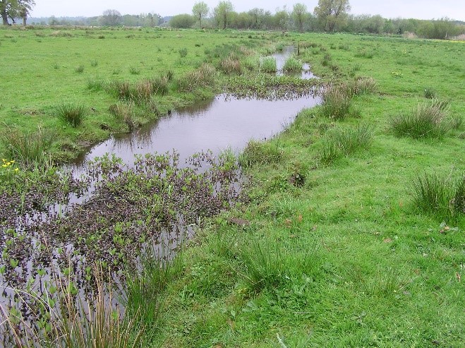 Example image of wet grassland