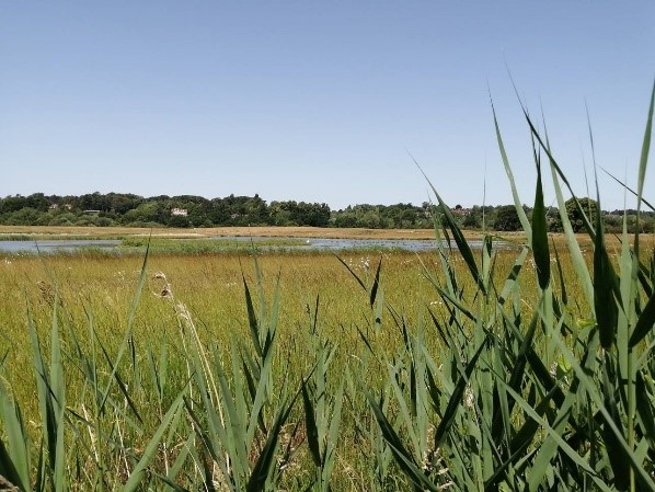 Image 2 of a wetland habitat