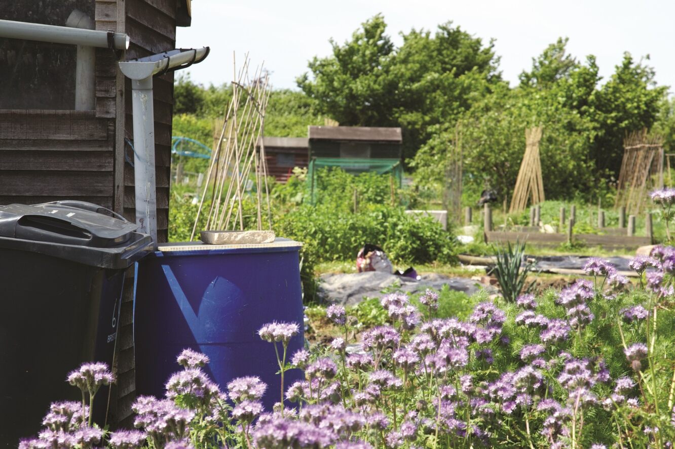 Allotment with green gras and purple flowers. There is a black bin and a water trough to the left.