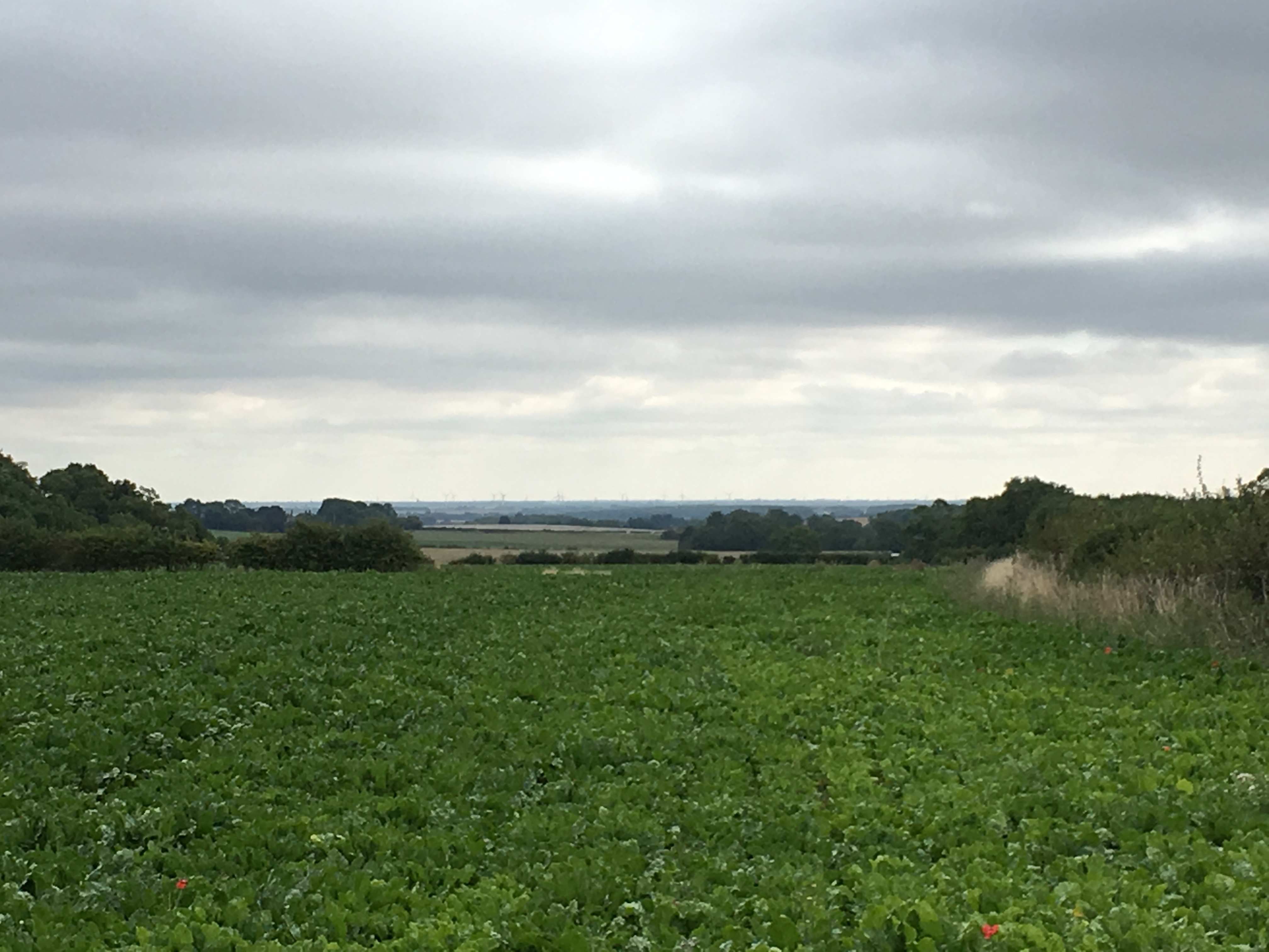 Photo showing the view of Fens and Bicker windfarm from the top of Swaton Catchment, South Forty Foot