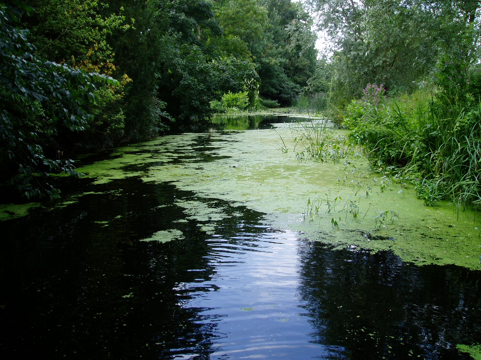 A photo of a river in Gipping Sproughton, East Suffolk catchment