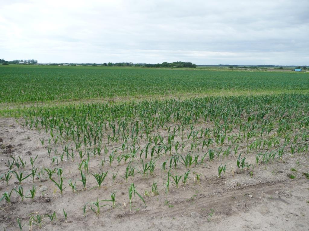 Vegetable crops such as Leeks cover vast areas of land on the Alt and Crossens