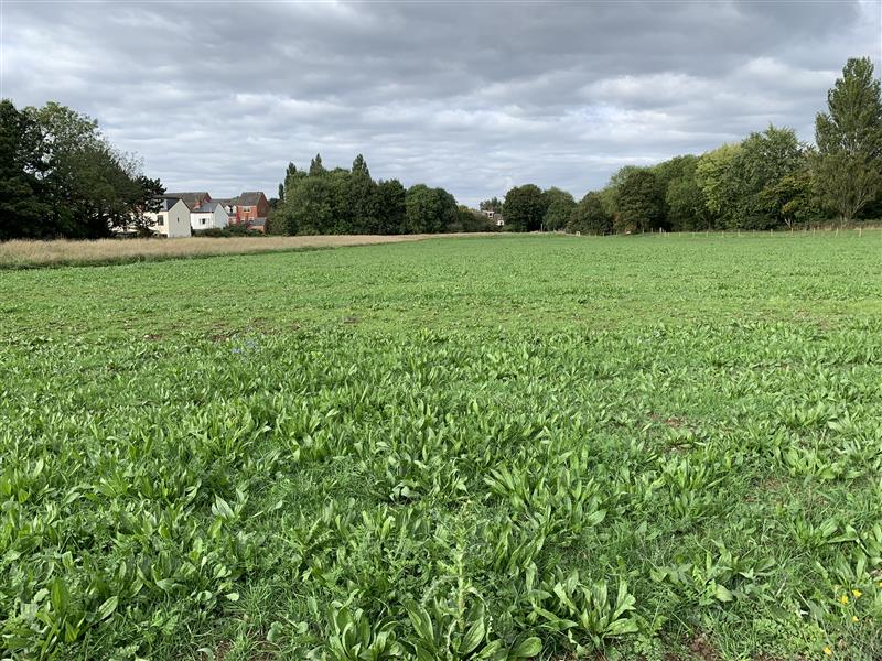 Meadow plants growing within the temporary flood storage area in Sept 2024 