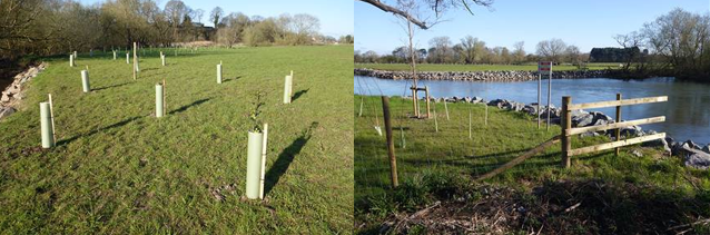 Photographs of newly planted trees