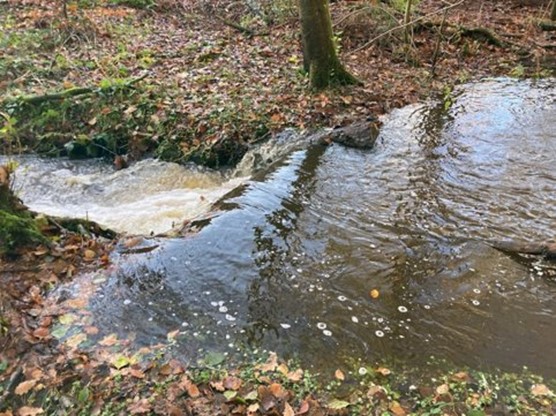 One of our natural flood management projects. A leaky barrier in the Limb Brook, Sheffield, showing the barrier after heavy rain.