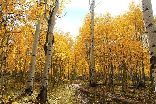 Autumn Birch trees