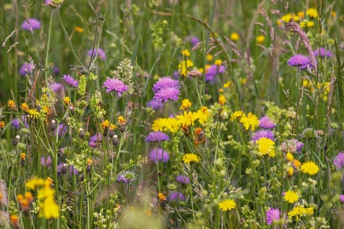 Wildflower meadow